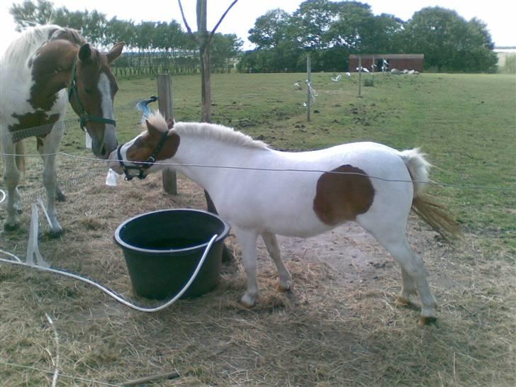 Shetlænder Trille <3  - første Hej med Dusty dancer :D <3 .  billede 1