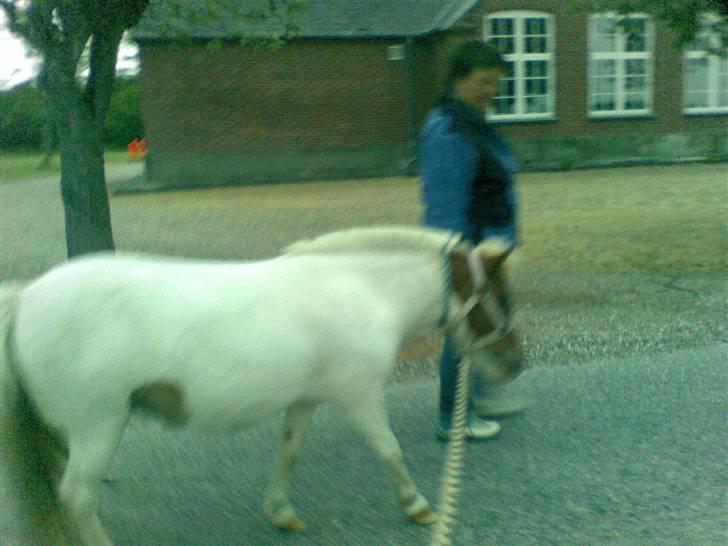 Shetlænder Trille <3  - Turen hjem , da vi havde købt Trille.  billede 2