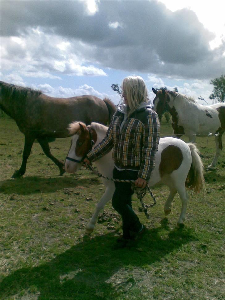 Shetlænder Trille <3  - En lille rundvisning til Trille på marken d; billede 3