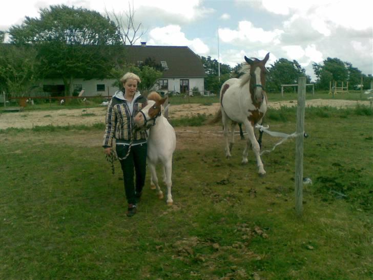 Shetlænder Trille <3  - en lille rundvisning til Trille på Mraken d;  billede 4