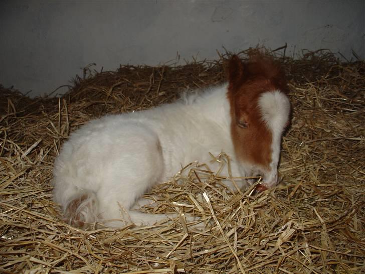 Shetlænder Trille <3  - Lille Trille som sover.  billede 5