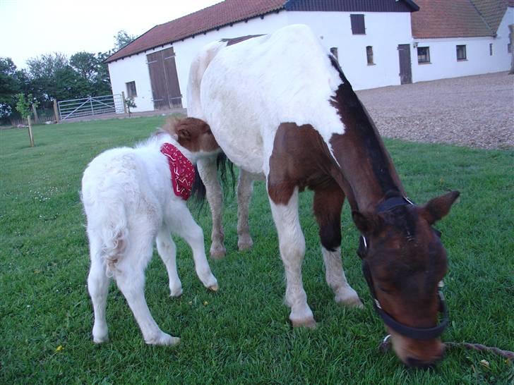 Shetlænder Trille <3  - Trille og hendes mor <3 billede 6