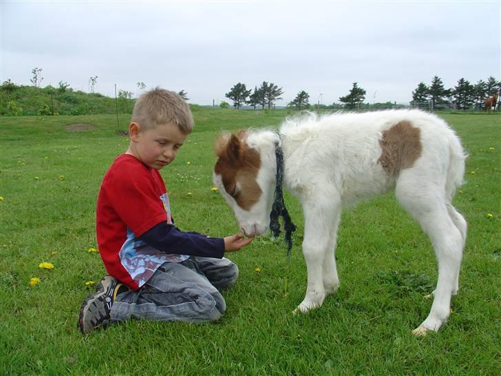 Shetlænder Trille <3  - Trille og hendes gamle ejer. (: billede 7