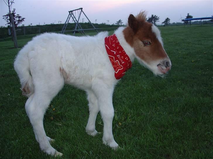 Shetlænder Trille <3  - Lille Trille billede 9