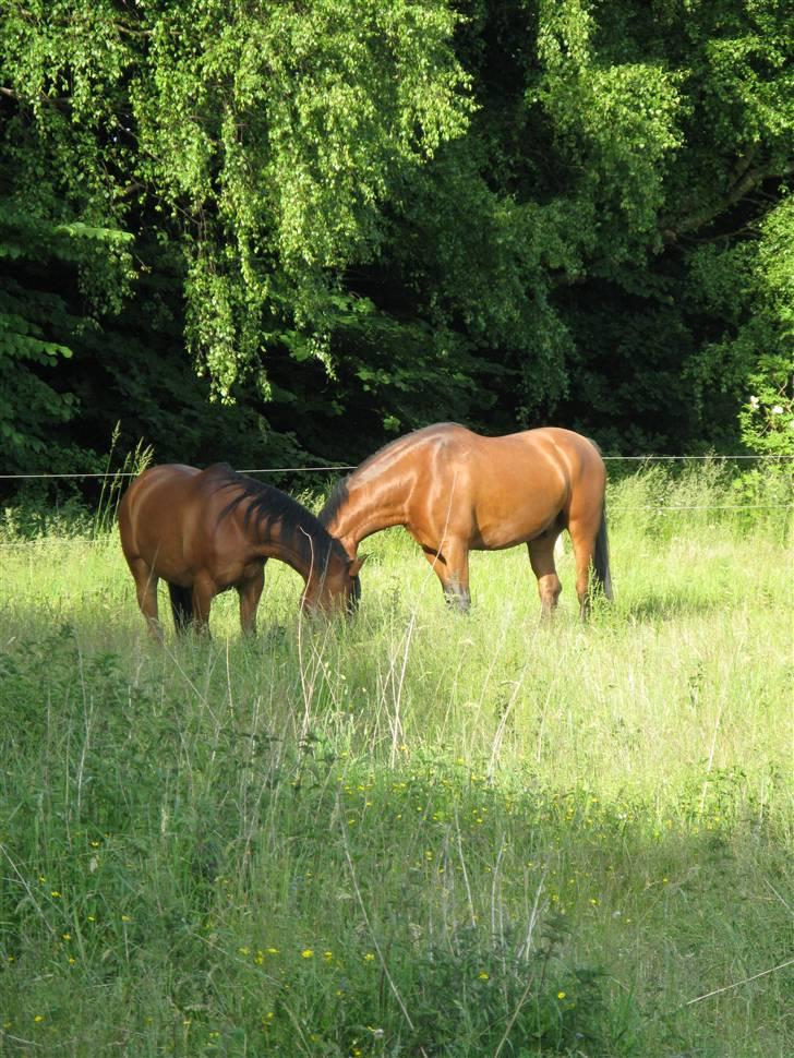 Arabisk fuldblod (OX) La Lyricah - Sommerfold 2008 billede 4