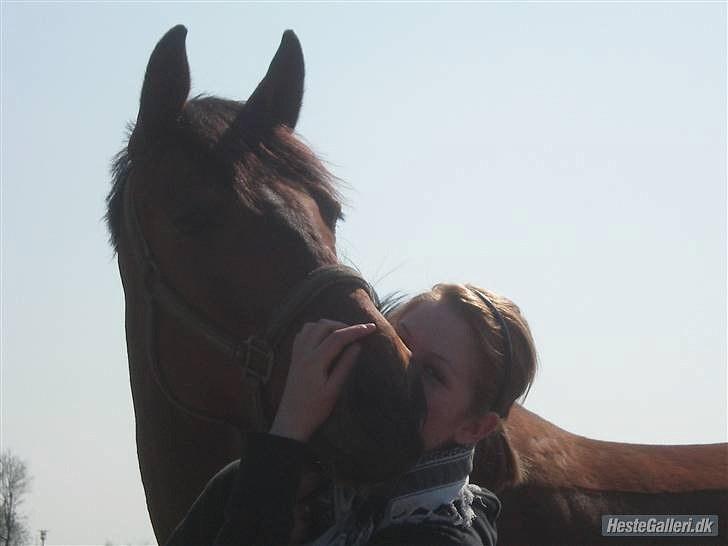 Trakehner Donau Prinzessin  OPSAGT! - Hjemme på stranden da jeg lige havde fået hende (:  billede 4