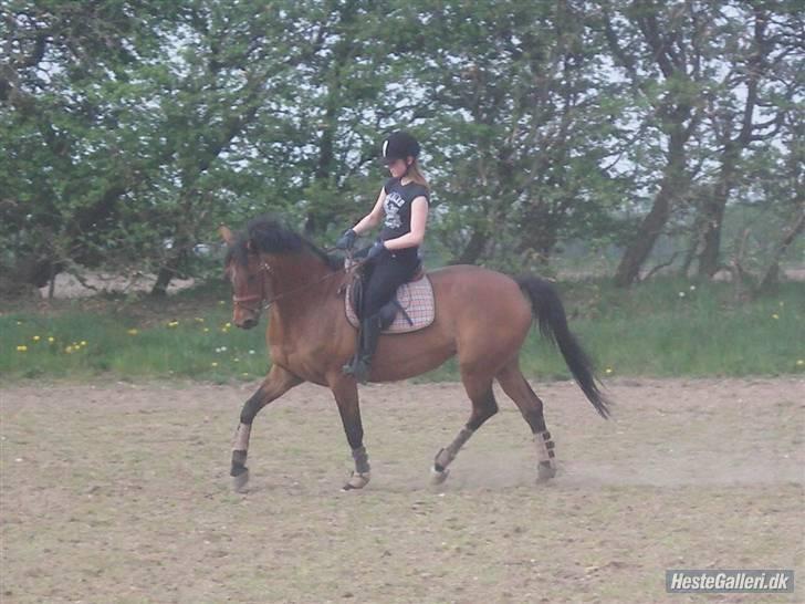 Trakehner Donau Prinzessin  OPSAGT! - På vej ud og ride, da jeg lige havde fået hende.  billede 5