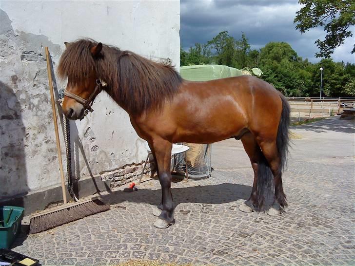 Islænder Björn fra Lerkjær - Smukke Bjørn<,3 billede 6