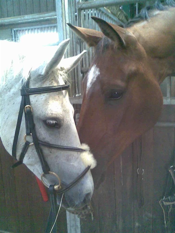 Welsh Cob (sec D) Silvermoon billede 9