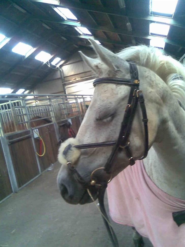 Welsh Cob (sec D) Silvermoon - Sille der står og sover  billede 10