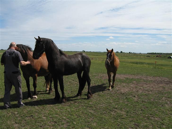 Frieser Tjipke Van Dreine, R.I.P  billede 12