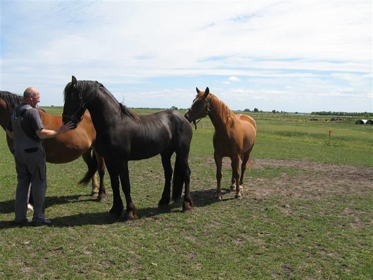 Frieser Tjipke Van Dreine, R.I.P  billede 13