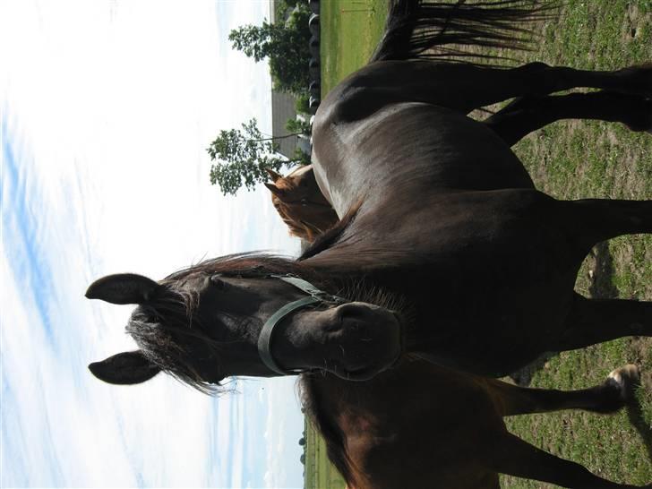 Frieser Tjipke Van Dreine, R.I.P  billede 14