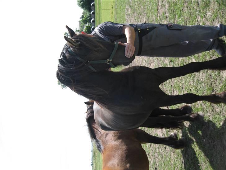 Frieser Tjipke Van Dreine, R.I.P  billede 15