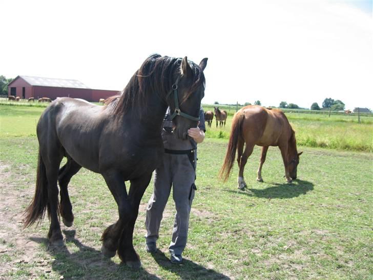 Frieser Tjipke Van Dreine, R.I.P  billede 16