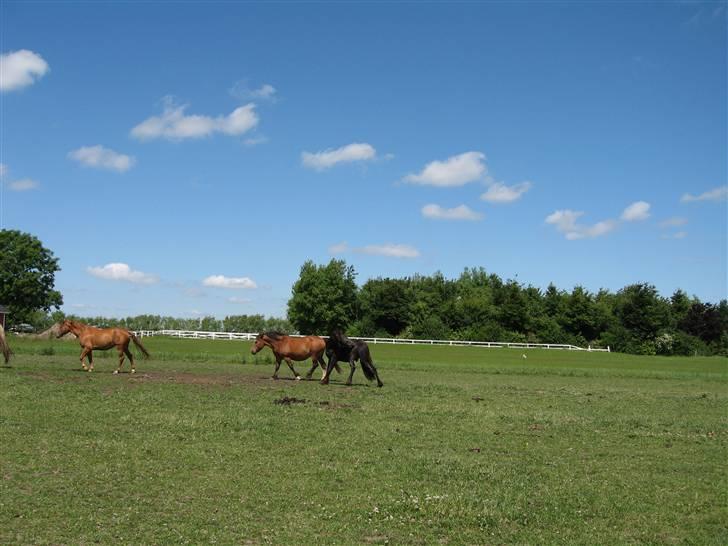 Frieser Tjipke Van Dreine, R.I.P  billede 17