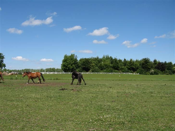 Frieser Tjipke Van Dreine, R.I.P  billede 18