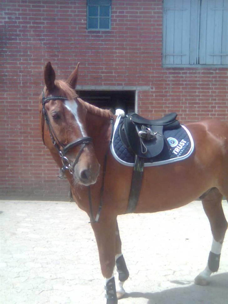 Anden særlig race Acorde Z - AFLIVET - Acorde i næsten en hel skikkelse :) billede 11