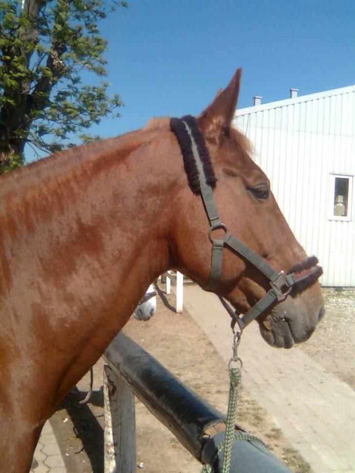 Anden særlig race Acorde Z - AFLIVET - Sommerdag :D Se hvor fin en pels han har ;) billede 12