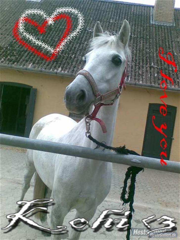 Anden særlig race Koh-I-Noor R.I.P - koh-i-noor er ved at blive gjord klar til at ride  billede 20