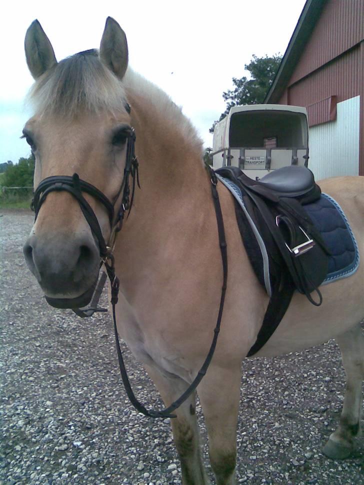 Fjordhest Grisling billede 6