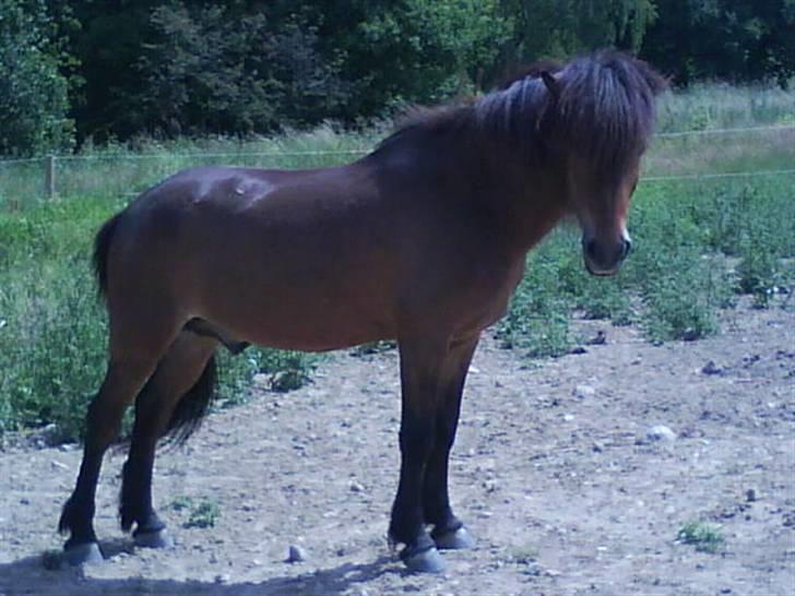 Islænder Björn fra Lerkjær - Min søde Bjørn billede 13