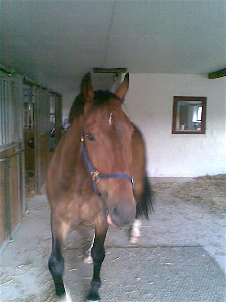 Anden særlig race Cosmo - Davs ;) Skal vi slås ?! billede 18