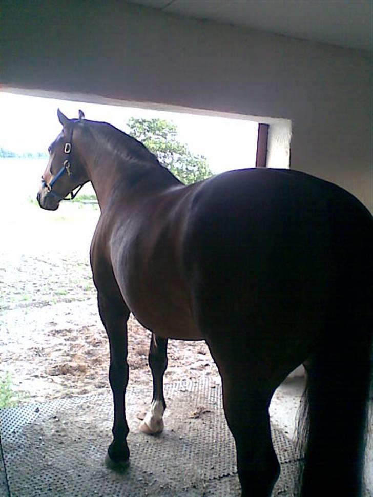 Anden særlig race Cosmo - Så tyk er han nu XD 24/6-08 billede 19