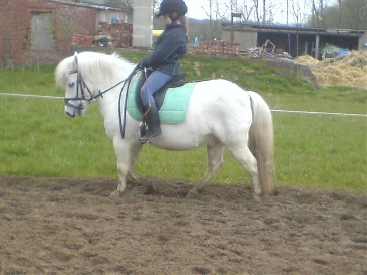 Anden særlig race Hvide<3 - Dressur time<3 billede 16