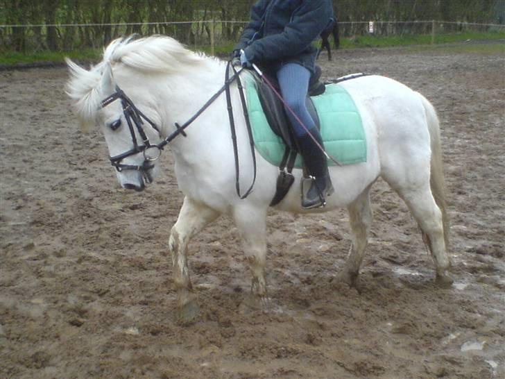 Anden særlig race Hvide<3 - Mester og jeg til dressur<3 billede 17