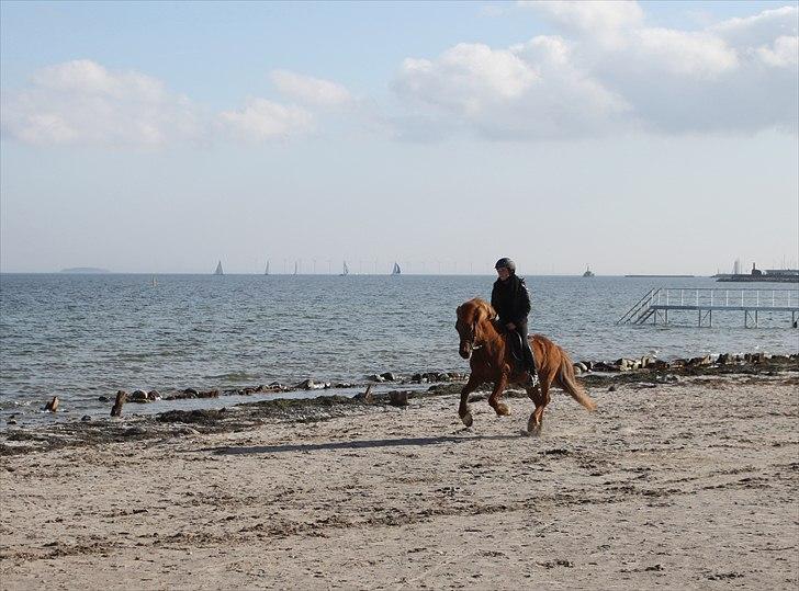 Islænder Vigdis fra Grastenhus - Verdens bedste Vigdis! ♥ Galop på stranden 20-03-2011 :) billede 12