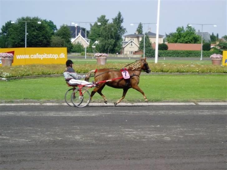 Anden særlig race trunte billede 8