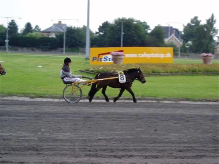 Shetlænder lasse R.I.P <3 billede 9