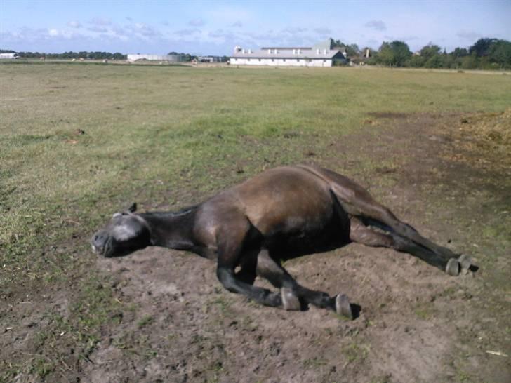 Anden særlig race Al Capone ( Dino) - neeeej gider ikke ud og ride... :) billede 9