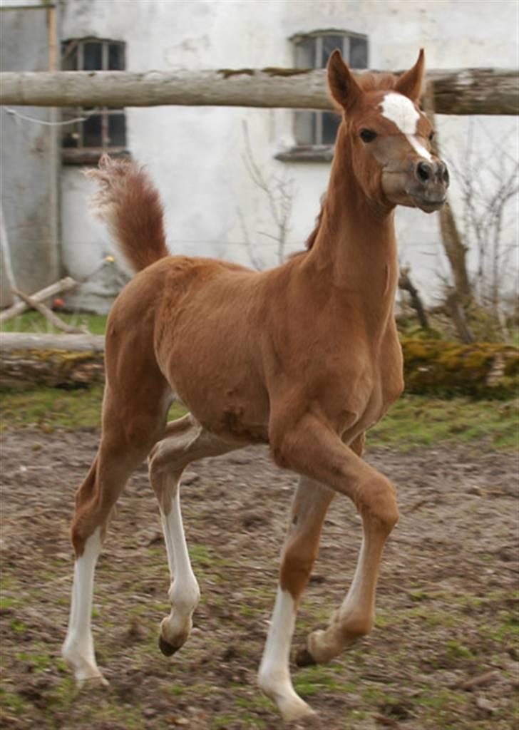 Arabisk fuldblod (OX) KI El Shaklero - Shaklero som bette.. billede 14