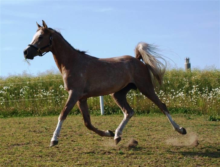 Arabisk fuldblod (OX) KI El Shaklero - 27.06.09 - Cleo viser sig lidt på folden billede 15