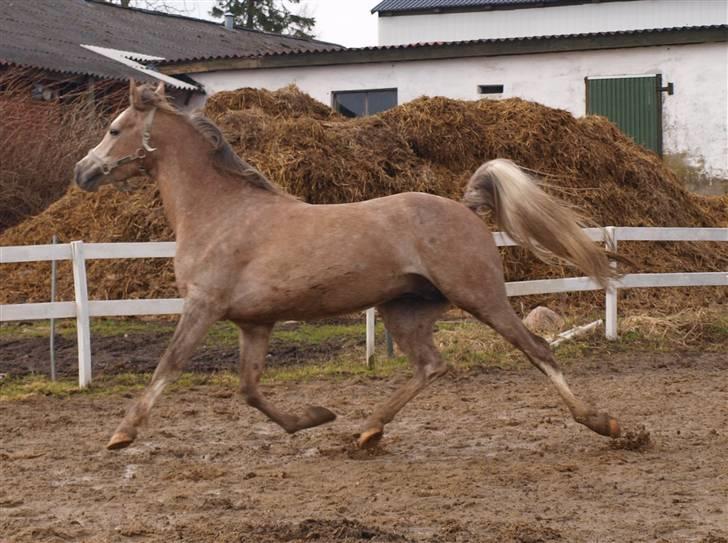 Arabisk fuldblod (OX) KI El Shaklero - 27.03.10 - Er noget sløret men synes det viser meget godt hvordan han bevæger sig..  billede 16