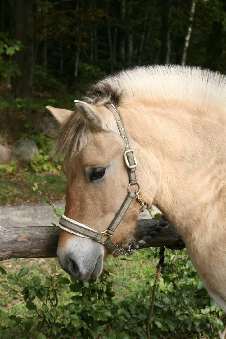 Fjordhest Ingegårds Emma - Min smukke bamse billede 1