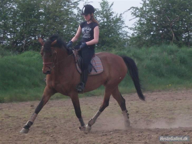 Trakehner Donau Prinzessin  OPSAGT! - Donau på folden da jeg lige havde fået hende hjem (;  billede 9