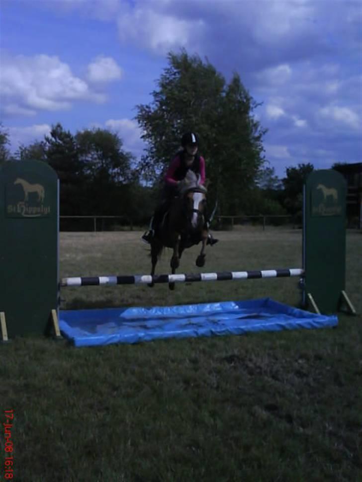 Anden særlig race Jamaica(red før sommer08) - foto: karoline billede 18