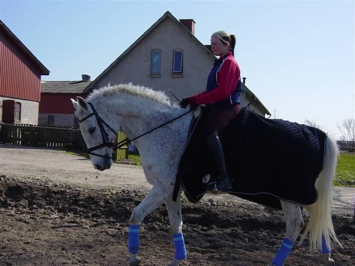 Anden særlig race Showboy - Træning hjemme 07 billede 20
