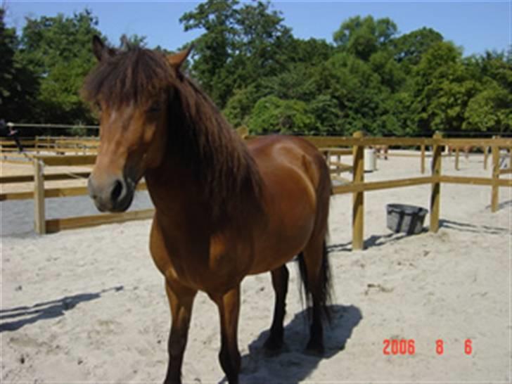 Islænder Björn fra Lerkjær - bjørn på fold en varm sommerdag<33 billede 17