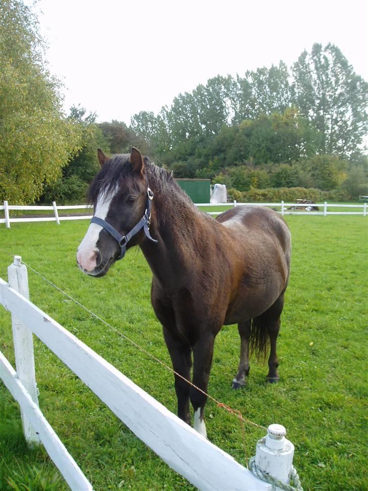 Anden særlig race Gilbert<3<3<3 hans erik's - på folden<3 efter det lige havde regnet(: han tog ørene frem og kom hen til mig da jeg kom:D<3 billede 1