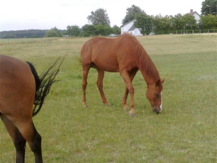 Fuldblod (XX) Madrilenjo - Maddie i sit nye hjem som er en løsdrift stald med DEJLIG græs til billede 10