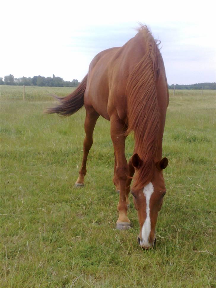 Fuldblod (XX) Madrilenjo - uhh det blæser godt billede 11