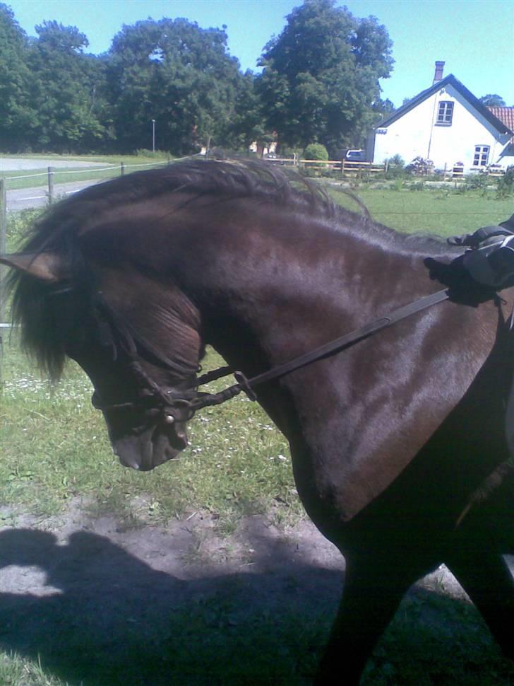 Anden særlig race Gilbert<3<3<3 hans erik's - smukt smukt smukt.. billede 3