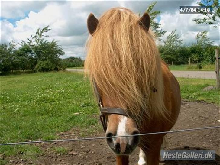Shetlænder Ponyfar 3<3<3 - Velkommen til Pony Far´s profil ;D Læg en kommentar og en bedømmelse. billede 1