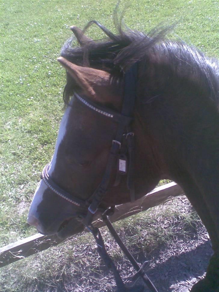 Anden særlig race Gilbert<3<3<3 hans erik's - gilberts nuttede hoved med de små ører:D billede 4