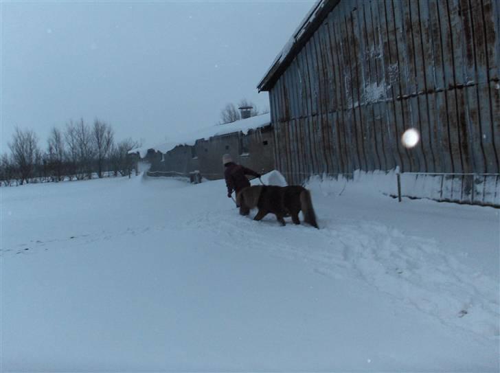 Shetlænder Ponyfar 3<3<3 - Pony far <3 billede 2