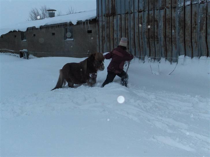 Shetlænder Ponyfar 3<3<3 - Pony far <3 billede 3